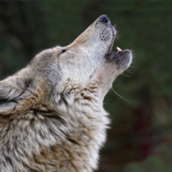 wolf-howl