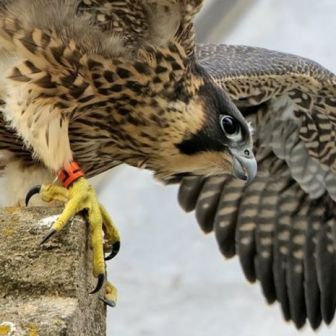 Norwich Peregrine Falcons