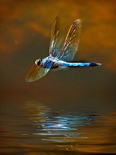 flash-of-a-dragonflys-blush