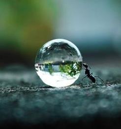 A drop of dew