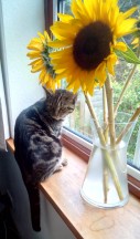 Mojo and the Sunflowrs 4